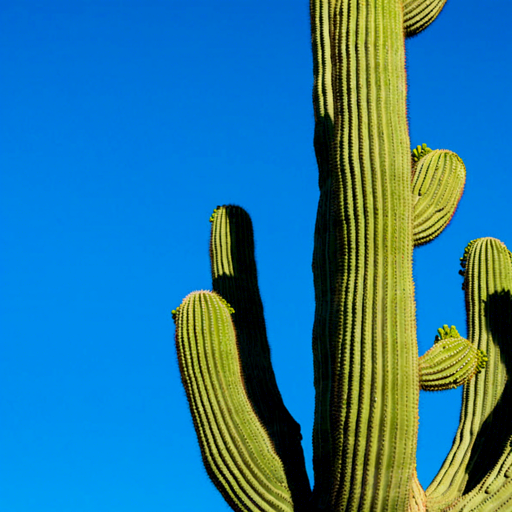 Letras de Cactus